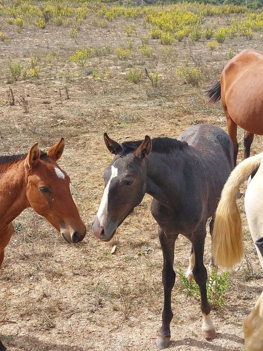 Poldros Puro Sangue Lusitano