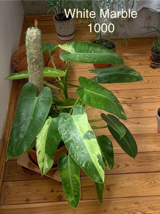 Філодендрон White Marble дорослий.