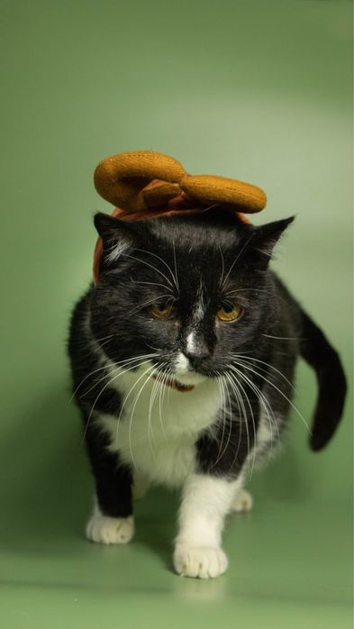 Особливий котик з цукровим діабетом, кіт, кот, котики, котик