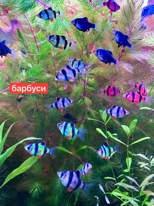 Акваріумні рибки,креветки,рослини.Аквариумные рыбки,креветки,растения