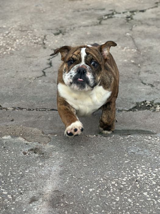 Bulldog ingles macho