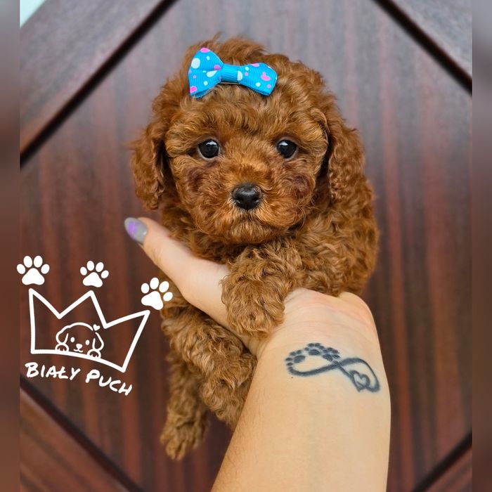 Pudel toy miniaturowy teacup red brown chiny badania paszport wyprawka