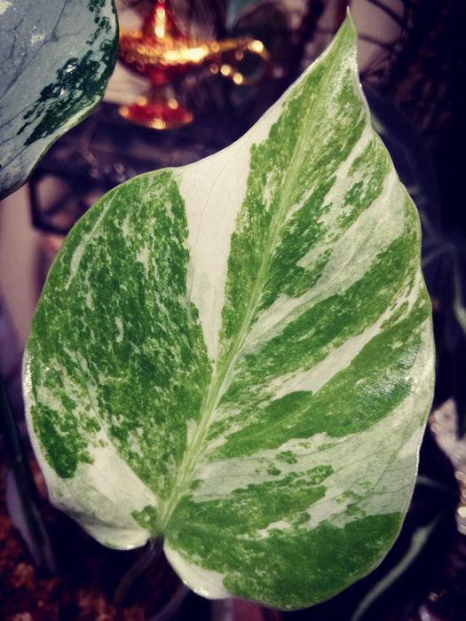 Monstera Alba Variegata NOWA biała piękna roślina jedwab philodendron