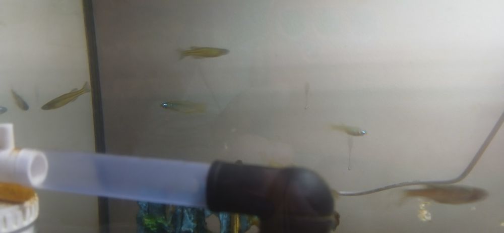 Sprzedam lub zamienię danio i lsniacooczek