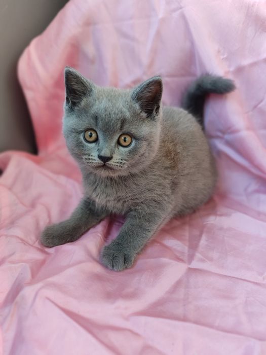 Милые шотланские котята