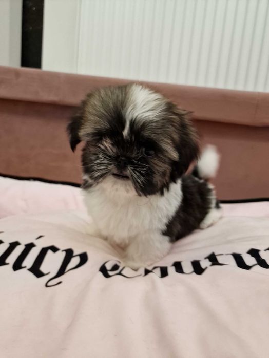 Shih- tzu śliczny chłopczyk na sprzedaż FCI