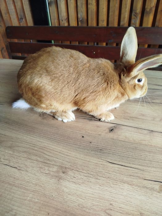 Króliki burgundzkie