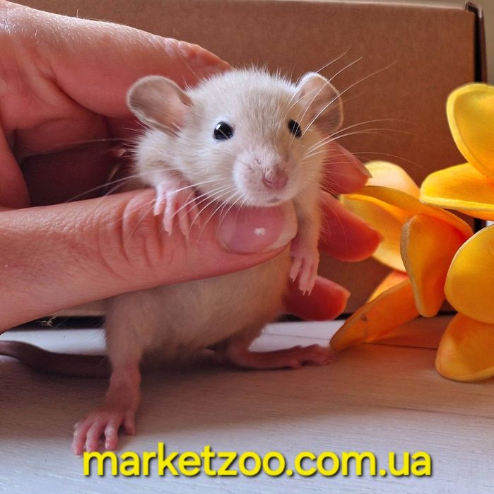 Мальчик Дамбо, окрас сиамский черноглазый крысы, крыса, крыска