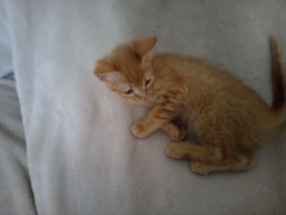 Gatinhas para adopção