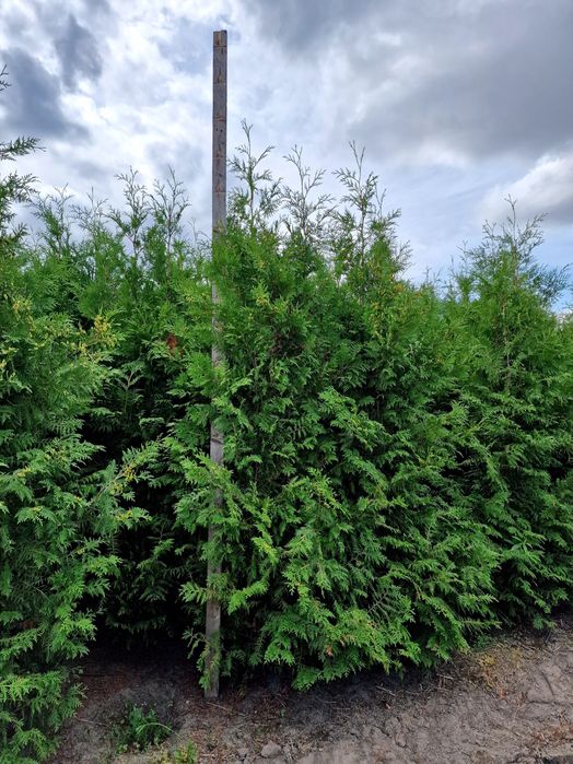 Tuja thuja Brabant 180-220 cm i inne Żywopłot Transport