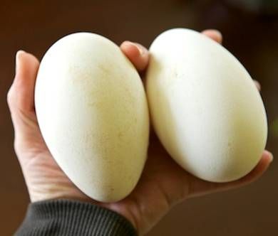 Гусиные яйца породы Линда!