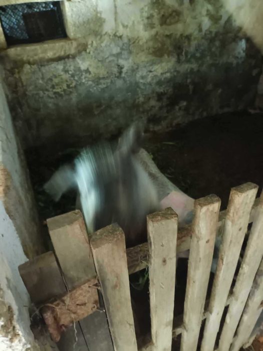 Vendo porco  bisaro muinta boa raca pura