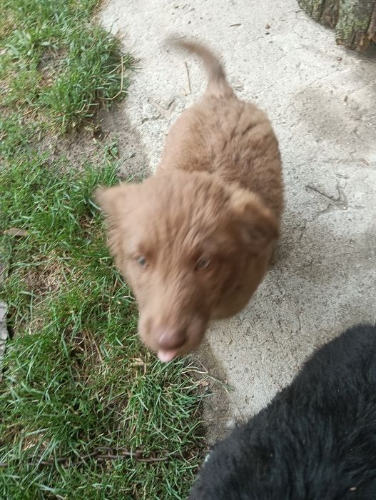 Pieski do adopcji (Została tylko suczka)