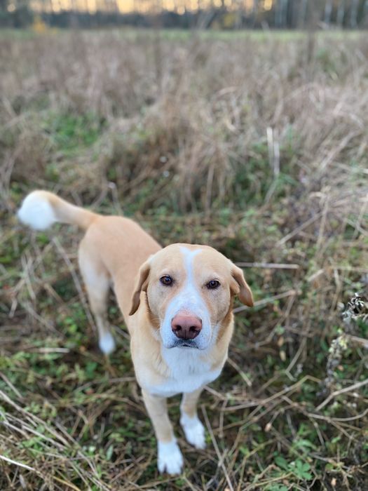 Melman - kochany Mel szuka domu