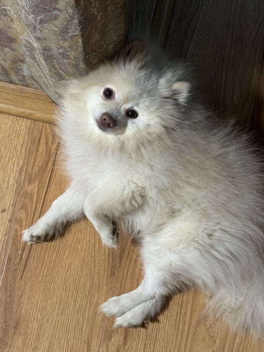 Вʼязка шпіц 6 років