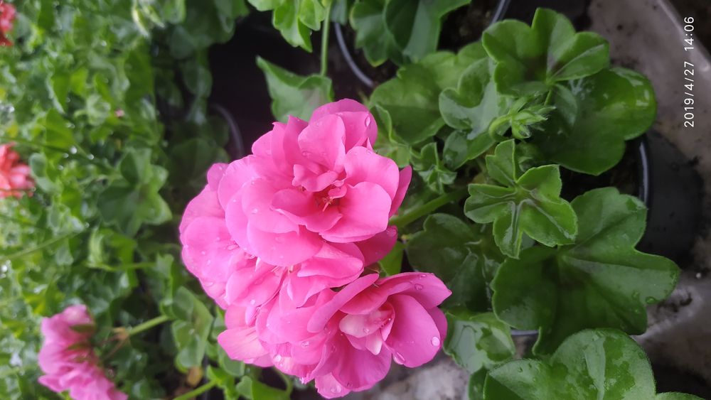 Kwiatek WPR - Pelargonia