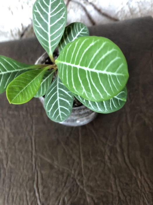 Молочай беложильчатый.