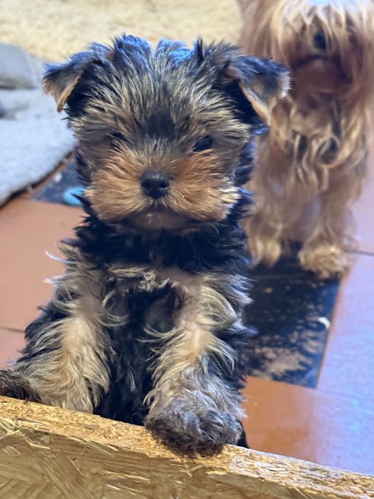 Маленька принцеса