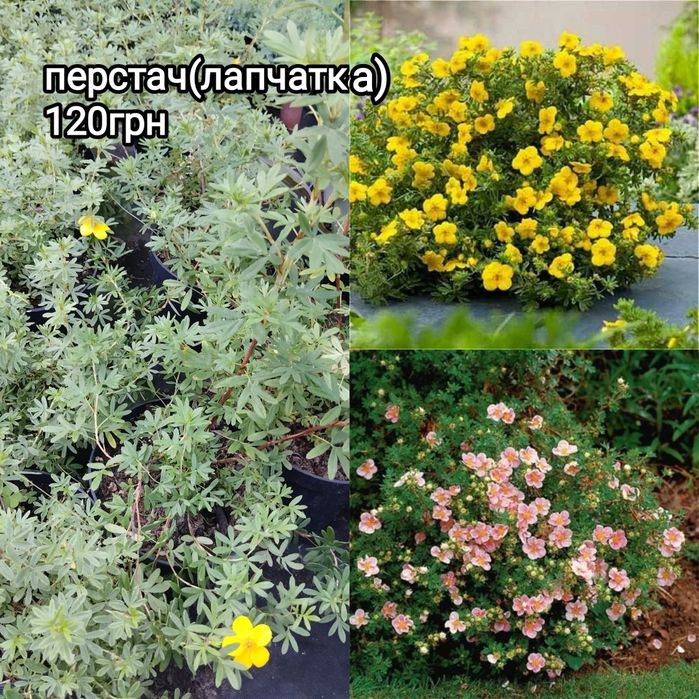 Хвойні та декоративно листяні рослини для  саду