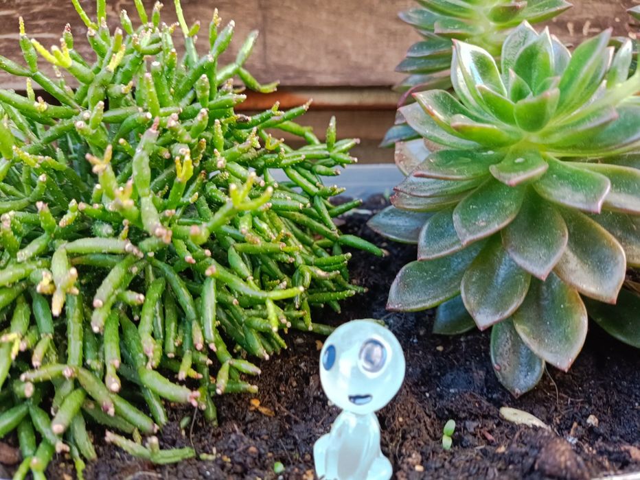 5 Fantasmas brilham no escuro,plantas, suculentas, orquídeas decoração