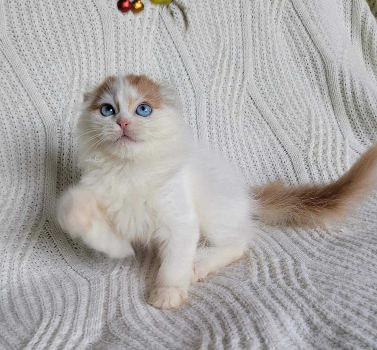 Dominant blue eyed дівчинка Highland fold червоний ван зі столиці