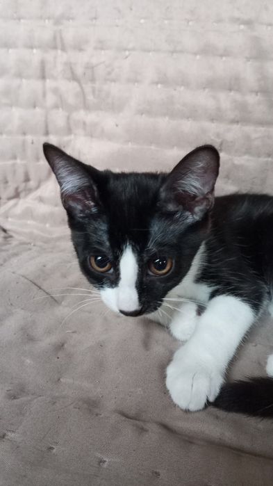 Gatos de 3 meses para adoção responsável