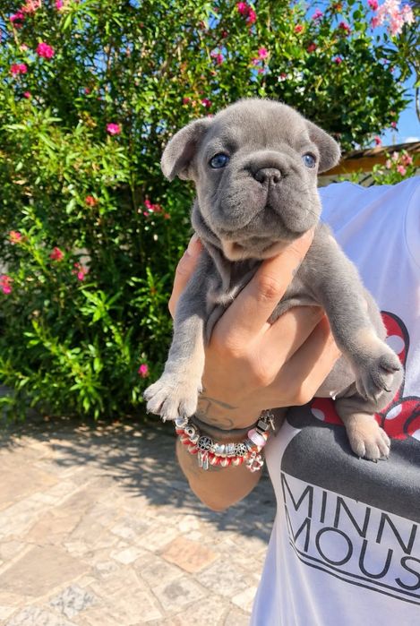 Menina Lilac Tan