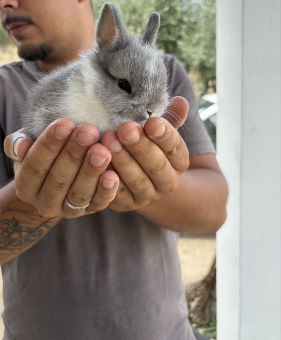 Vendo coelha mini holandês bebé