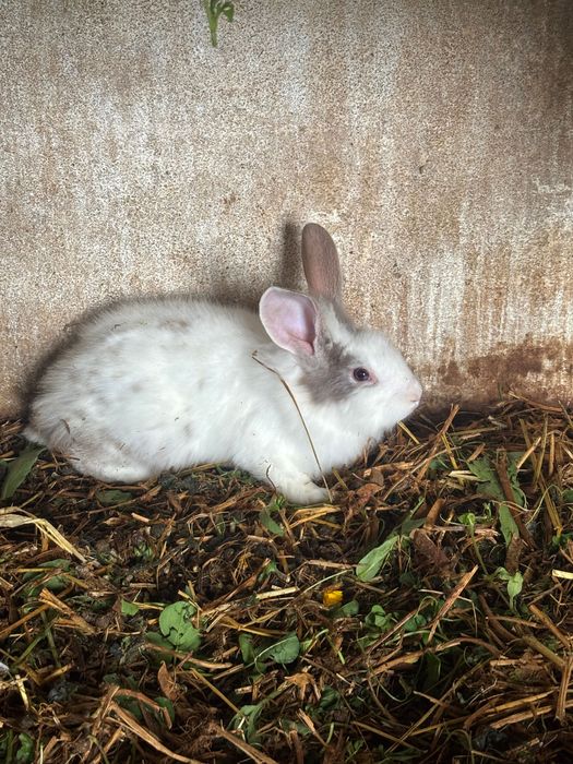 Coelhos caseiros