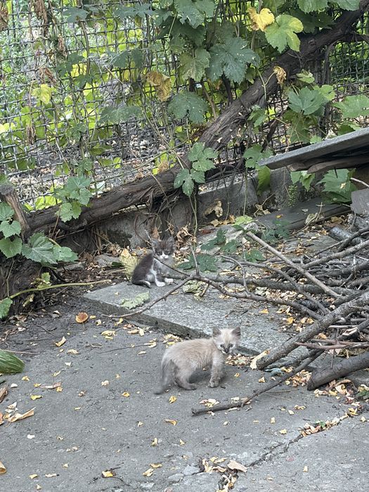 Віддамо кошенят в добрі руки