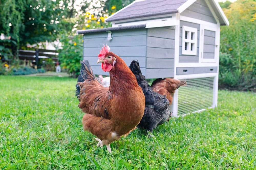 Kury nioski, kury, ferma drobiu, wysyłka