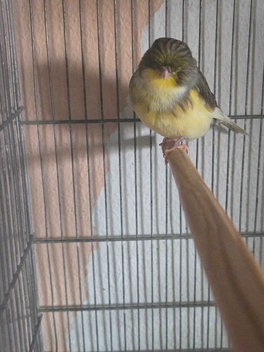 Canario macho gloster consort 2025