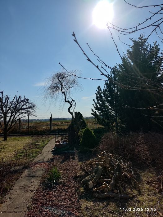 Oddam za darmo drewno.