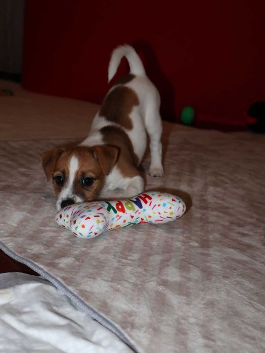 Чистокровні цуценята Джек Рассел Тер'єр