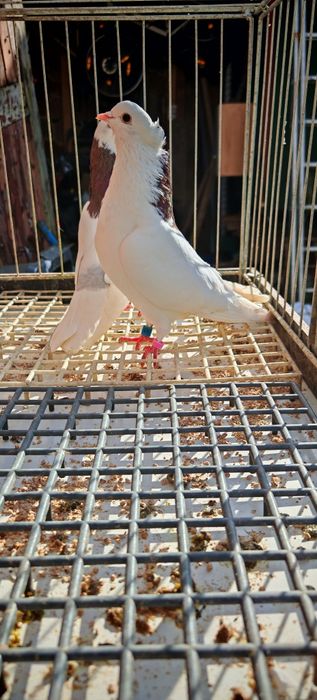 Permskie Grzywacze para parzysta z 2023 r