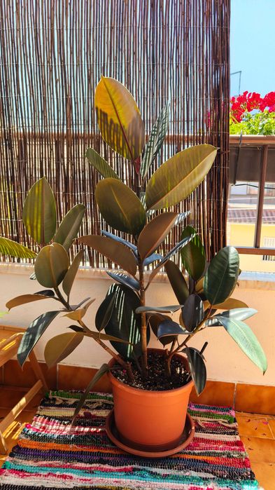 Planta interior