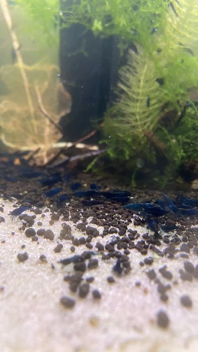 Krewetki neocaridina niebieskie blue dream