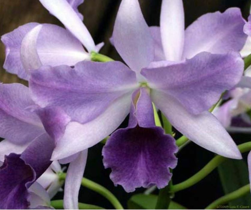 Lc. Mary Elizabeth Bohn Royal Flare 14cm/каттлея