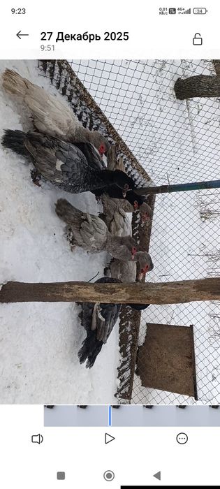 Мускусные утки немецкой линии голубые и лавандовые