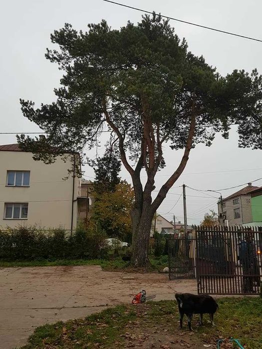 wycinka drzew, usługi rębakiem,frezowanie na 30 cm skup drewana