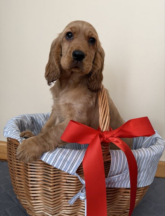 Cocker Spaniel Angielski Piękna Złota Suczka