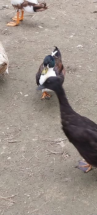 Kaczki Ozdobne :-)
