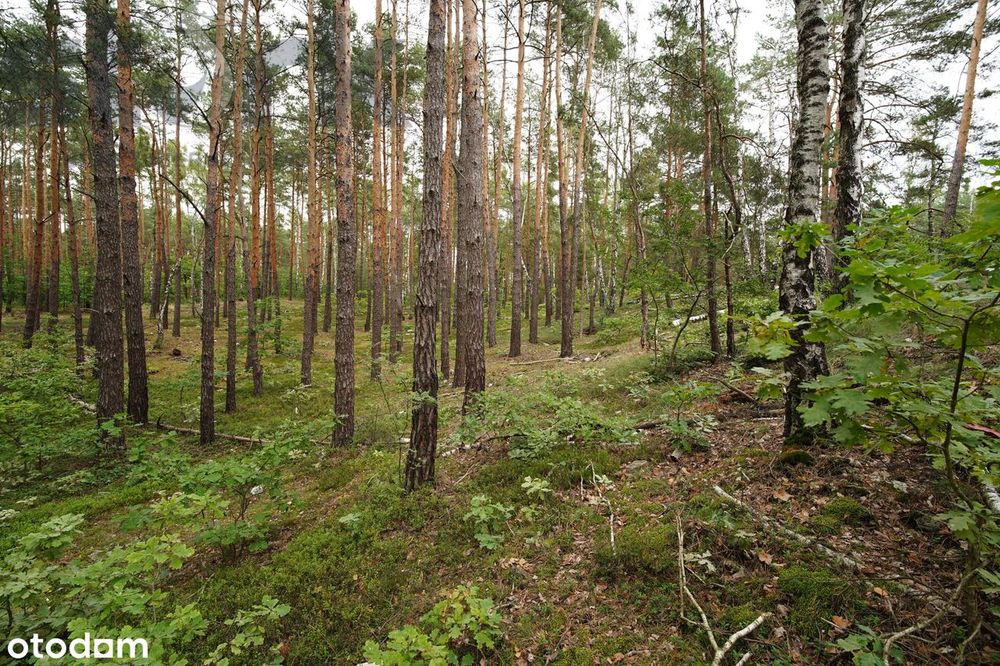 Działka budowlana na Wydmach  2221 m2 - bez prowizji