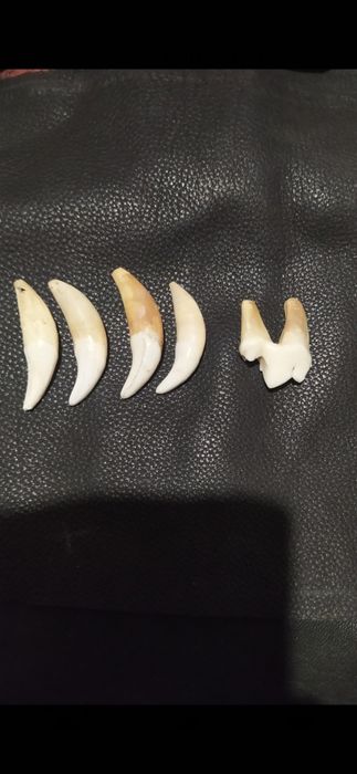 Зубы волка крупного