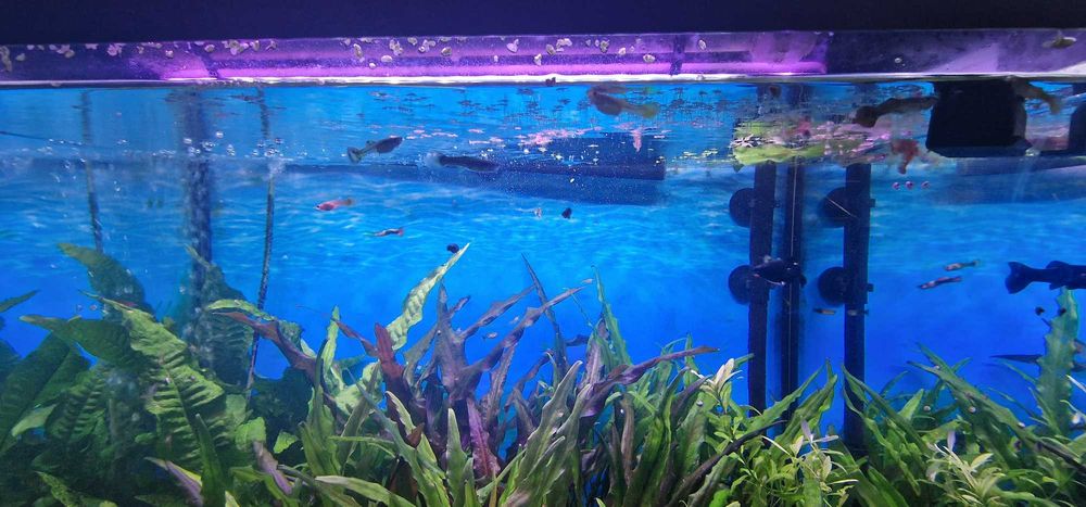 Akwarium Juwel 120 litrów komplet z szafką stan bdb + życie