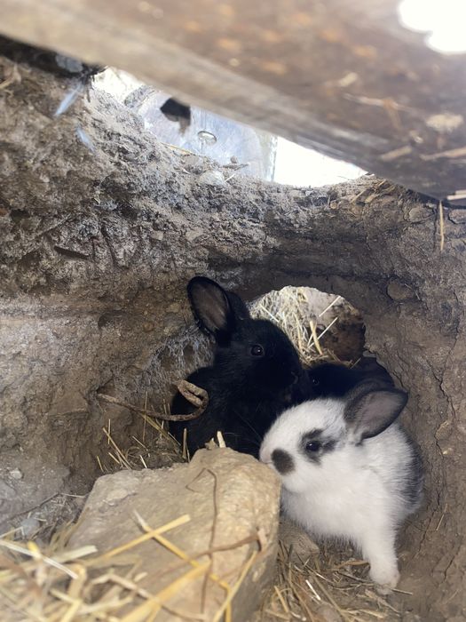 vendo coelhos bebés de raça grande