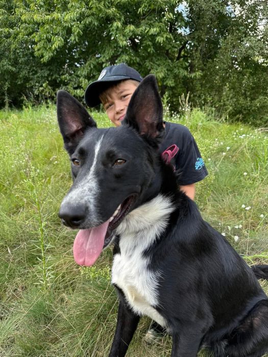 pies w typie border collie do adopcji