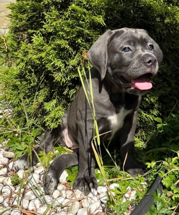 Цуценята Кане Корсо