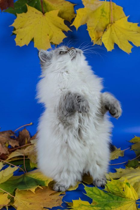 Чистокровне шотландське кошеня