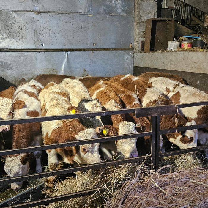 Byczki  żarłoki 180-220kg